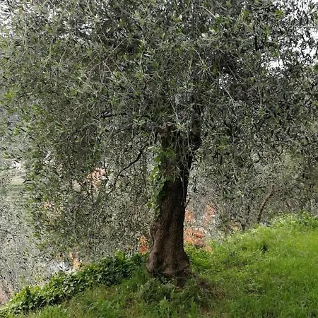 Ca Fenugia Guest house *